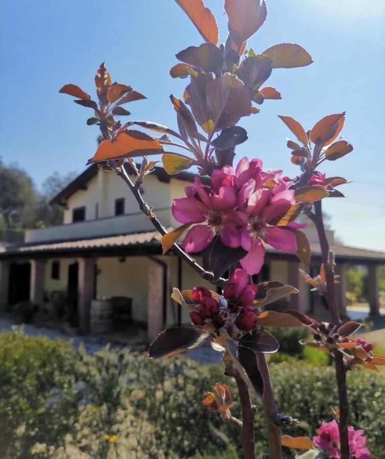 Bed and Breakfast Casale Terre Rosse Saturnia Zewnętrze zdjęcie